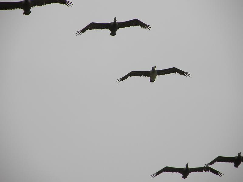 P6182057 Fitzgerald Reserve.JPG